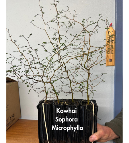 Kowhai Sophora Microphylla 36 Plants Box